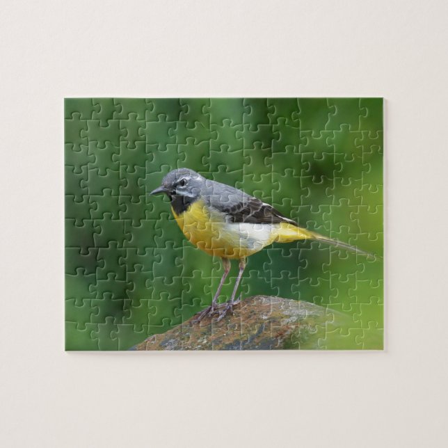 Quebra-cabeça Cinza Wagtail - pássaro (Horizontal)