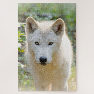 Quebra-cabeça Cinza Wolf, Bela Fotografia Canina