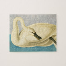 Cisne Trombeteiro por John James Audubon, Ave Vint