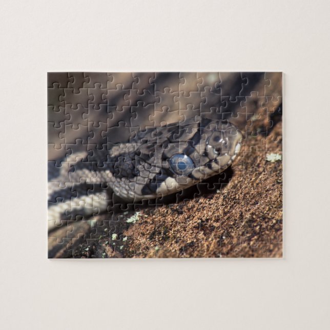 Quebra-cabeça cobra (Horizontal)