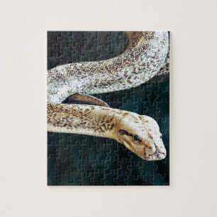 Quebra-cabeça Cobra do pitão