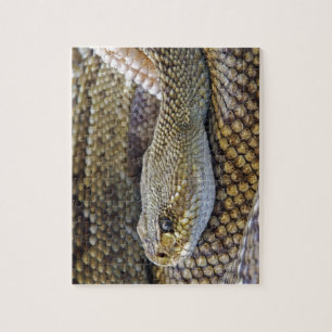 Quebra-cabeça Cobra Venomous Rattle Close