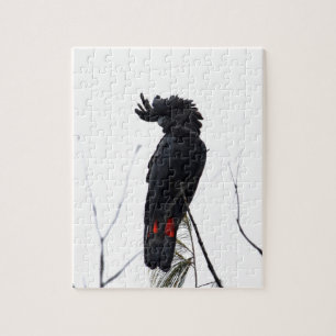 QUEBRA-CABEÇA COCKATOO PRETO QUEENSLAND AUSTRÁLIA