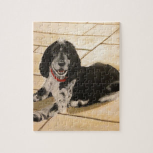 Quebra-cabeça Cocker spaniel