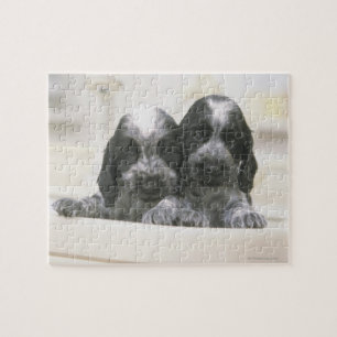Quebra-cabeça Cocker spaniel inglês é uma raça do cão. Ele