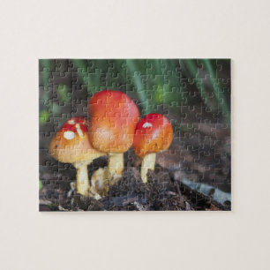 Quebra-cabeça cogumelo da família Amanita