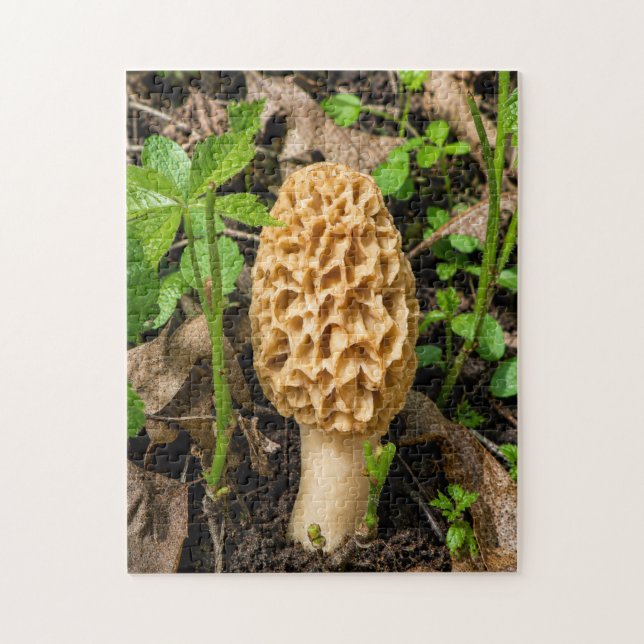 Quebra-cabeça Cogumelo Morel Amarelo Dourado (Vertical)