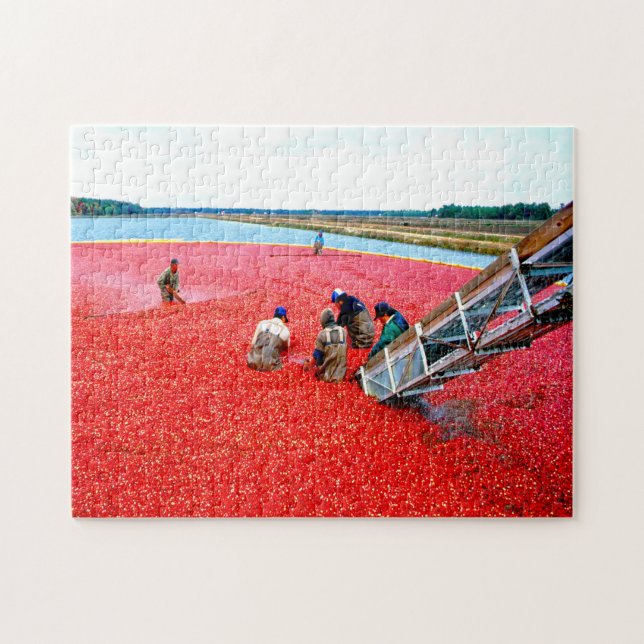 Quebra-cabeça Colheita de Cranberry Nova Jersey. (Horizontal)