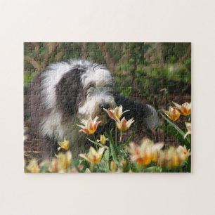 Quebra-cabeça Collie com barba em Primavera