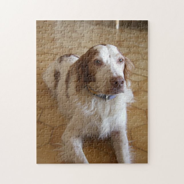 Quebra-cabeça colocação do spaniel de brittany (Vertical)