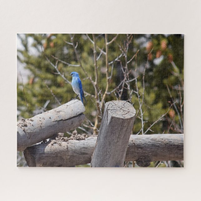 Quebra-cabeça Colorado Mountain Bluebird - 16x20 - 520 pcs (Horizontal)