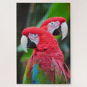 Quebra-cabeça Colorful macaw parrots poster