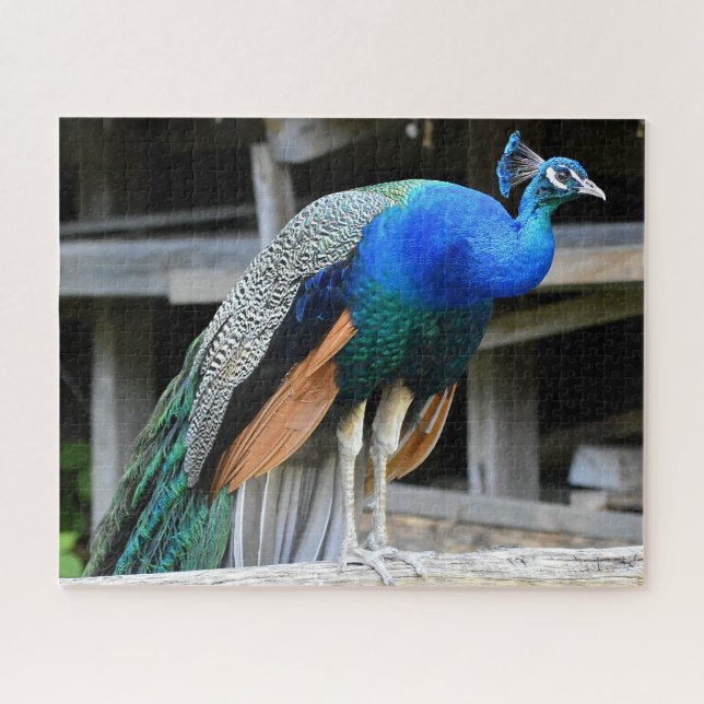 Quebra-cabeça Colorida Masculina Peacock (Horizontal)