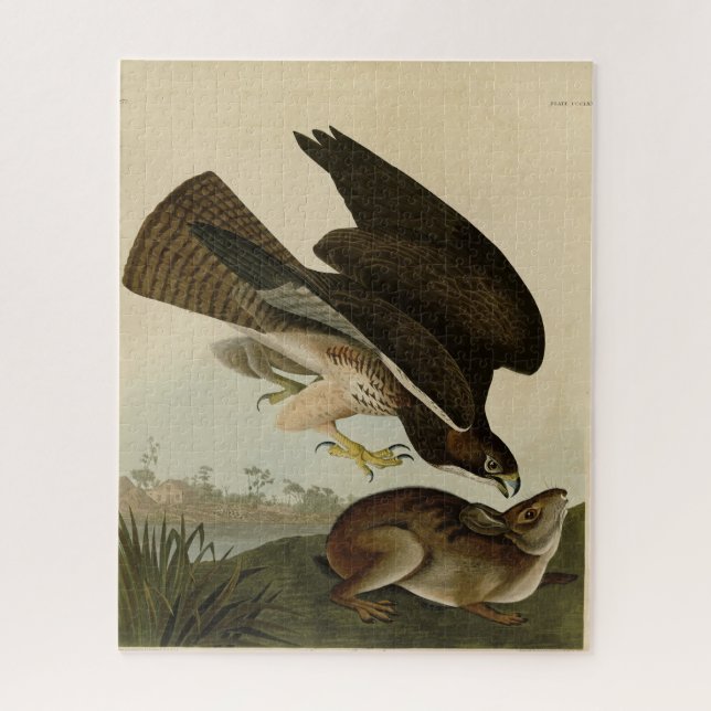 Quebra-cabeça Common Buzzard - das Aves da América de Audubon (Vertical)