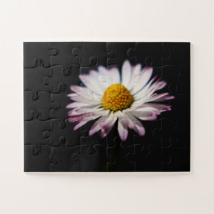 Quebra-cabeça Common Daisy 11x14 30pc jpcn