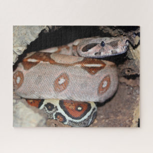 Quebra-cabeça Constrendedor Red Tail Boa