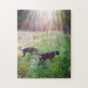 Quebra-cabeça Coonhounds na luz solar da noite