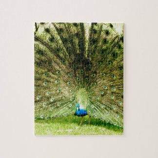 Quebra-cabeça Cores de Exibição de Peacock