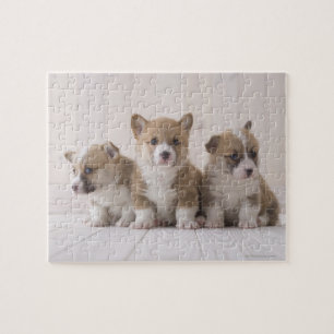 Quebra-cabeça Corgi de três Galês