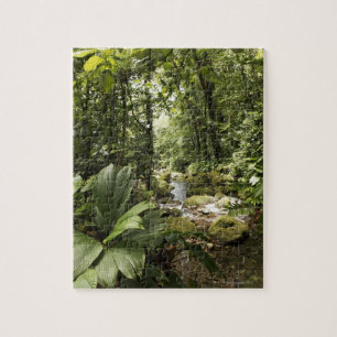 Quebra-cabeça córrego na floresta húmida, Dominica