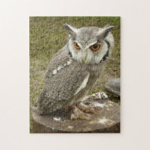 Coruja de Águia Indiana