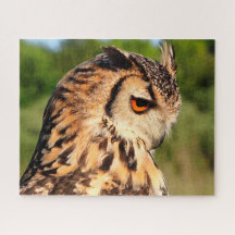 Coruja-de-chifres - Aves de Rapina.