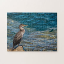 Corvo-excelente Nas Rochas