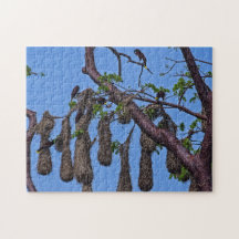 Costa Rica, Punta Cahuita - Psarocolius decumanus