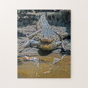 Quebra-cabeça Costa Rica, Tortuguero - Crocodilo agressivo