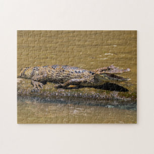 Quebra-cabeça Costa Rica, Tortuguero - crocodilo sorridente