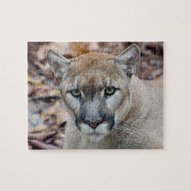 Quebra-cabeça Cougar, leão da montanha, Puma da Flórida (Horizontal)