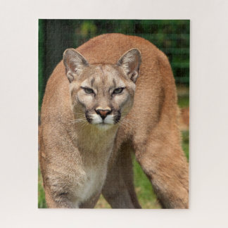 Quebra-cabeça Cougar Lion Jigsaw