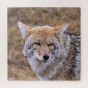 Quebra-cabeça Coyote Wild Dog