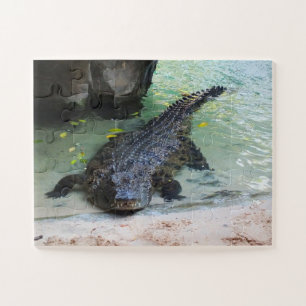 Quebra-cabeça Crocodilo