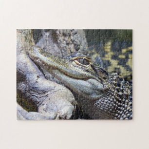 Quebra-cabeça Crocodilo de Bebê Gelado Sorrindo