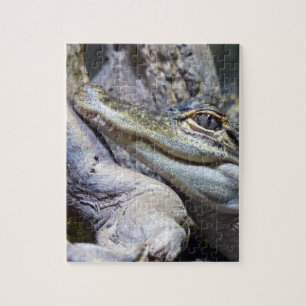 Quebra-cabeça Crocodilo de Bebê Gelado Sorrindo