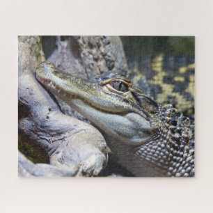 Quebra-cabeça Crocodilo de Bebê Gelado Sorrindo