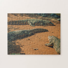 Quebra-cabeça Crocodilos Curtos Nósseos Balneares Solares Perto