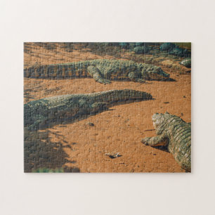 Quebra-cabeça Crocodilos Curtos Nósseos Balneares Solares Perto
