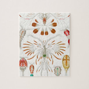 Quebra-cabeça Crustáceos da Vida Marinha, Copepoda por Ernst Hae
