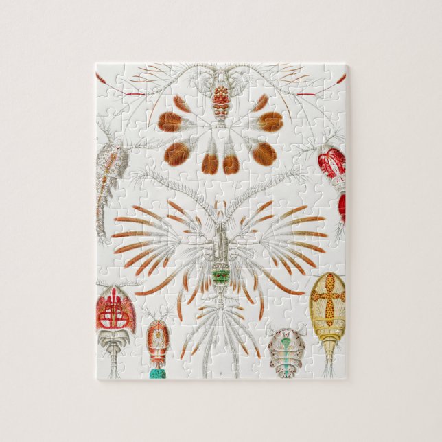 Quebra-cabeça Crustáceos da Vida Marinha, Copepoda por Ernst Hae (Vertical)