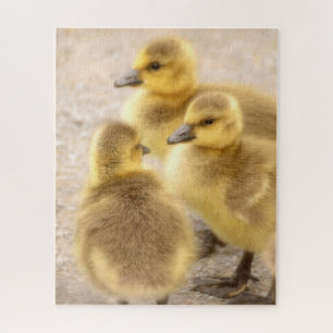Quebra-cabeça Cute Baby Canada Geese Soft Bird Nature