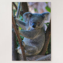 Cute cuddly Australian koala