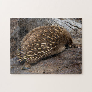 Quebra-cabeça Cute Echidna Austrália, Childrens 252 pedaços