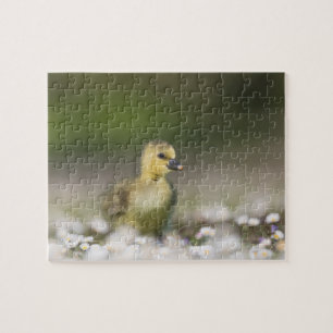 Quebra-cabeça Cute Gosling Wildlife Photo