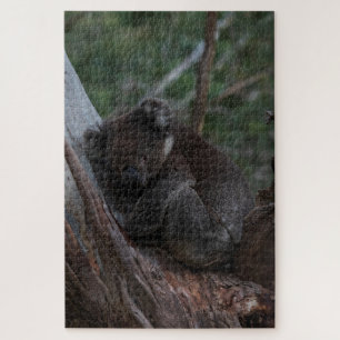 Quebra-cabeça Cute Koala dormindo em árvore, Austrália, 1014 peç