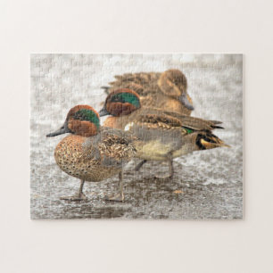 Quebra-cabeça Cute Little Trio of Green-Winged Teals