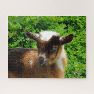 Quebra-cabeça Cute Nigerian Dwarf Goat Kid with Blue Eyes