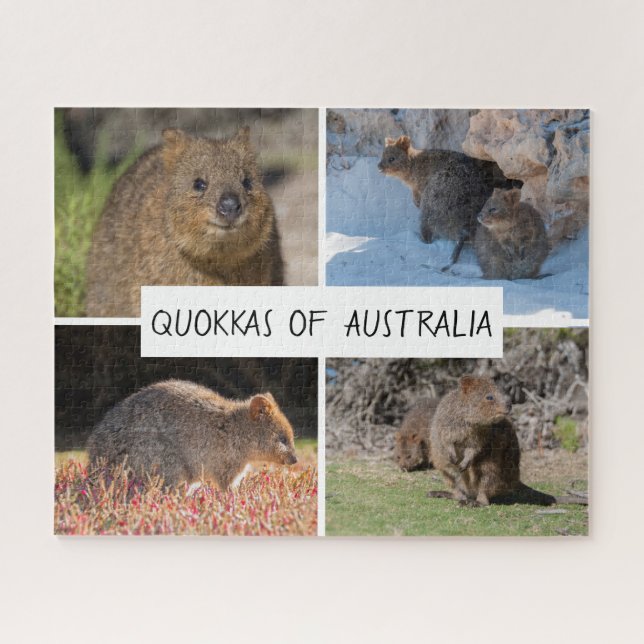 Quebra-cabeça Cute Quokka Animal Wildlife Austrália, 520 pedaços (Horizontal)