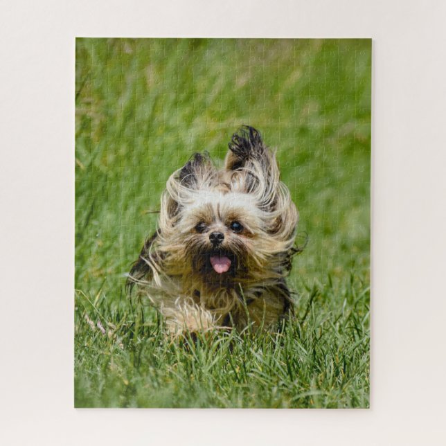 Quebra-cabeça Cute Yorkshire Terrier passando por Grass (Vertical)